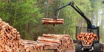 Sector forestal Misiones: destacan inversiones millonarias