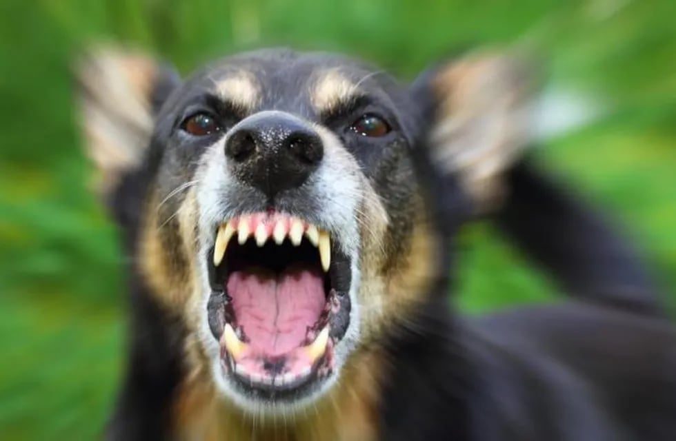 Ataque de perro. (imagen ilustrativa)