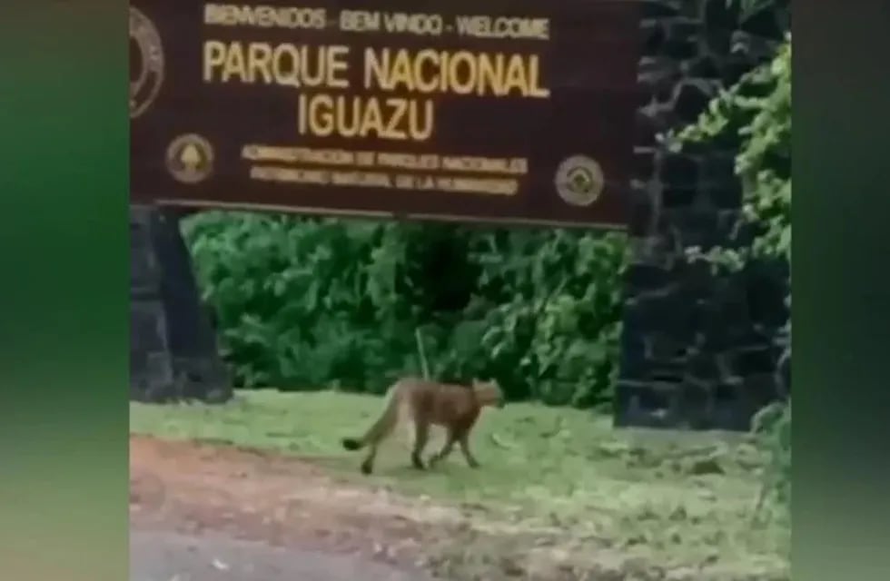 Filman a un puma en cercanías de las Cataratas del Iguazú.