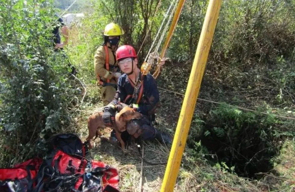 Un perro estuvo una semana adentro de un pozo en Oberá, y fue rescatado por los bomberos