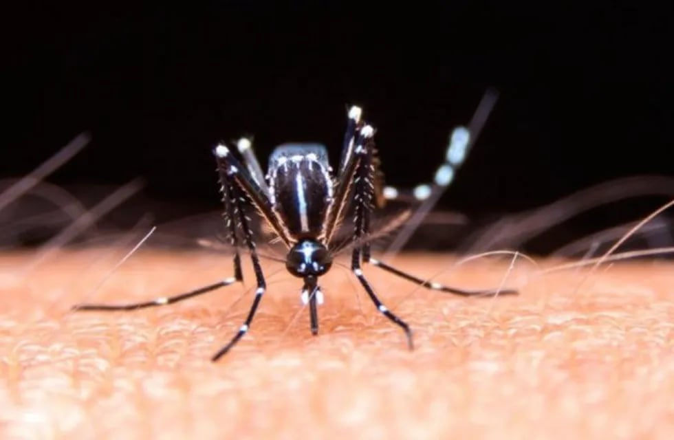Dengue. (Imagen ilustrativa)