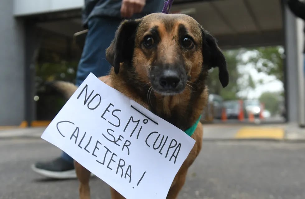 Protesta en el ingreso al country San Isidro de Villa Allende por maltrato animal.
