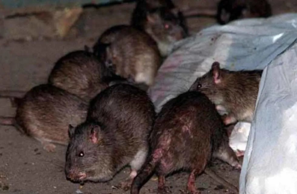 Vecinos filmaron a roedores en el sector de los juegos del Parque Central en plena ciudad de Mendoza.
