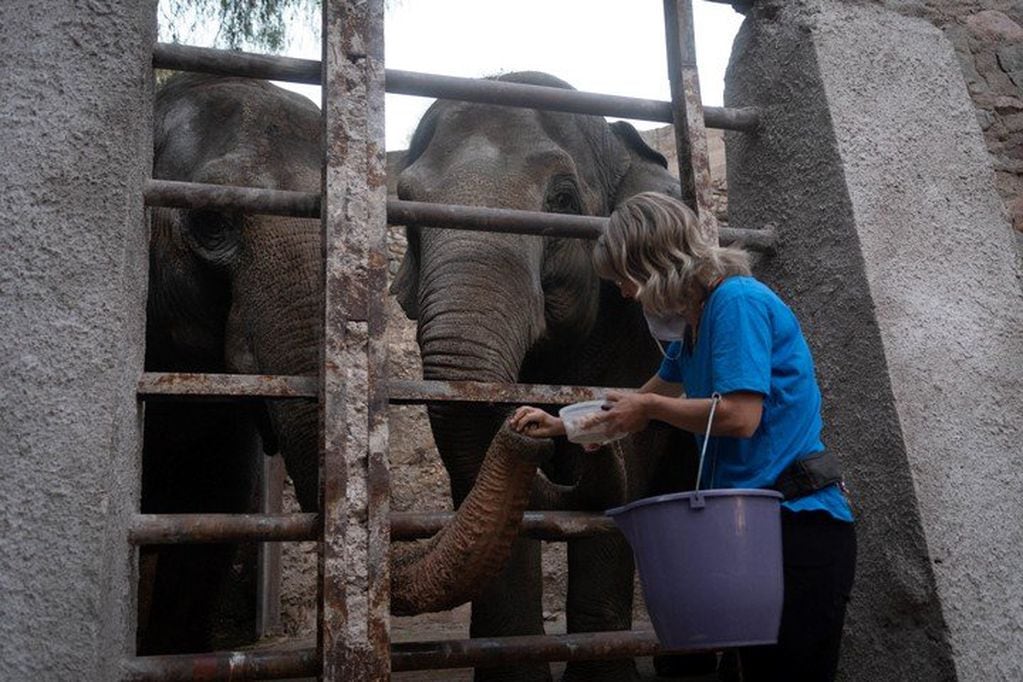 Las elefantas entrenaban con especialistas estadounidenses