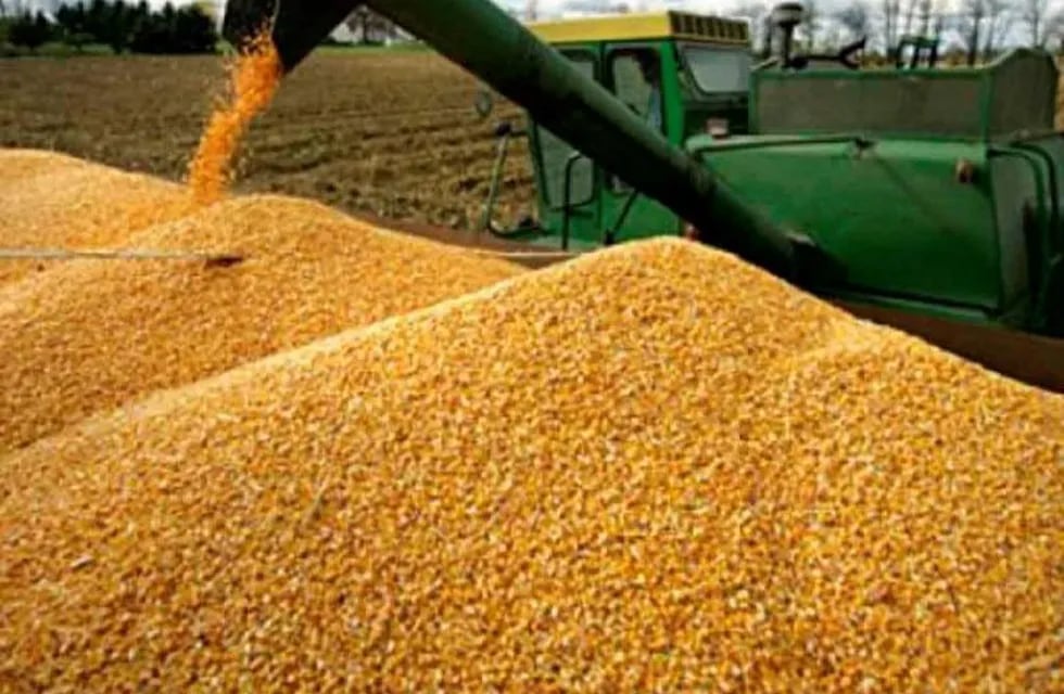 Producción de maíz (Foto: Archivo)