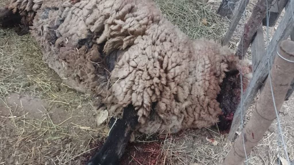 El dueño del campo denuncia que sus ovejas fueron masacradas por un pitbull.