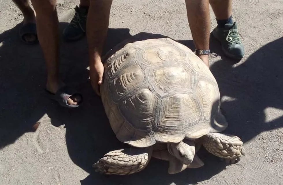 La tortuga gigante de San Rafael fue trasladada a la fundación Temaikén, en Buenos Aires, donde estará vigilada y cuidada por especialistas.