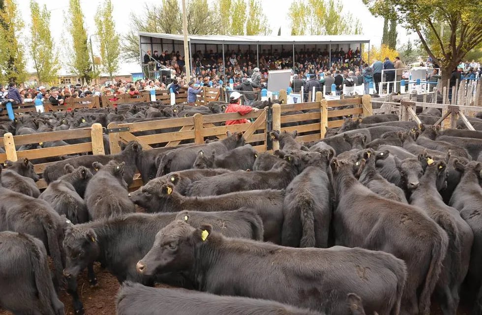 La ganadería de cría está en alza en el sur mendocino acompañada por los buenos precios de los terneros.