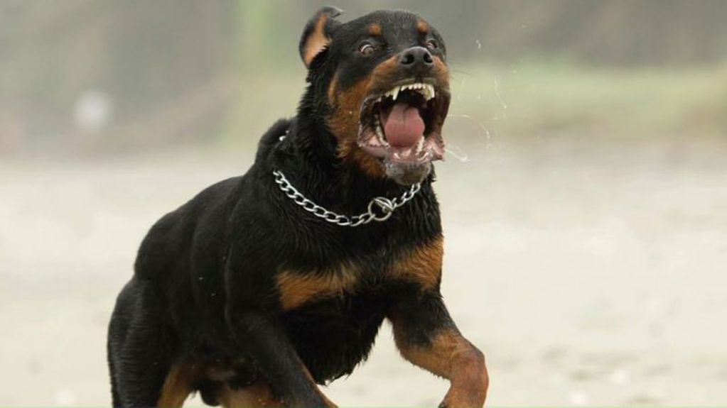Los perro Rottweiler en algunos países son catalogados como razas peligrosas.