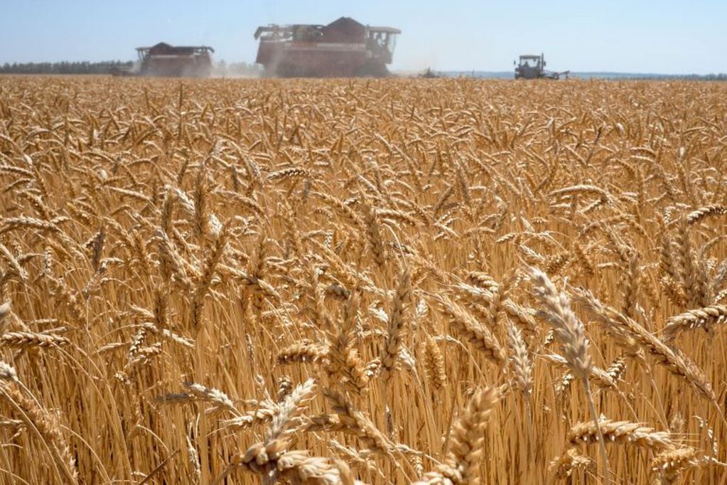 A wheat field - July 12, 2020. (Photo by Kirill KUDRYAVTSEV / AFP)
