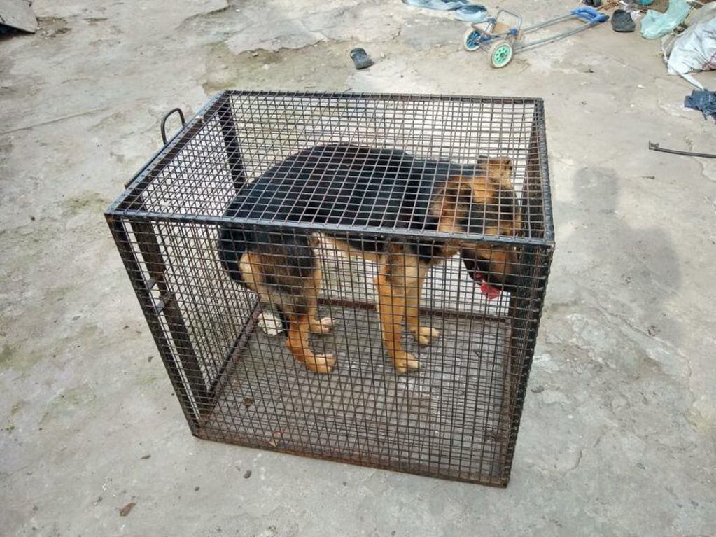 Perros rescatados de una vivienda de Provincias Unidas y Seguí. (@fabibergia)