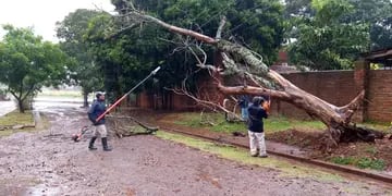 Posadas: tormenta y fuertes vientos provocaron la caída de árboles