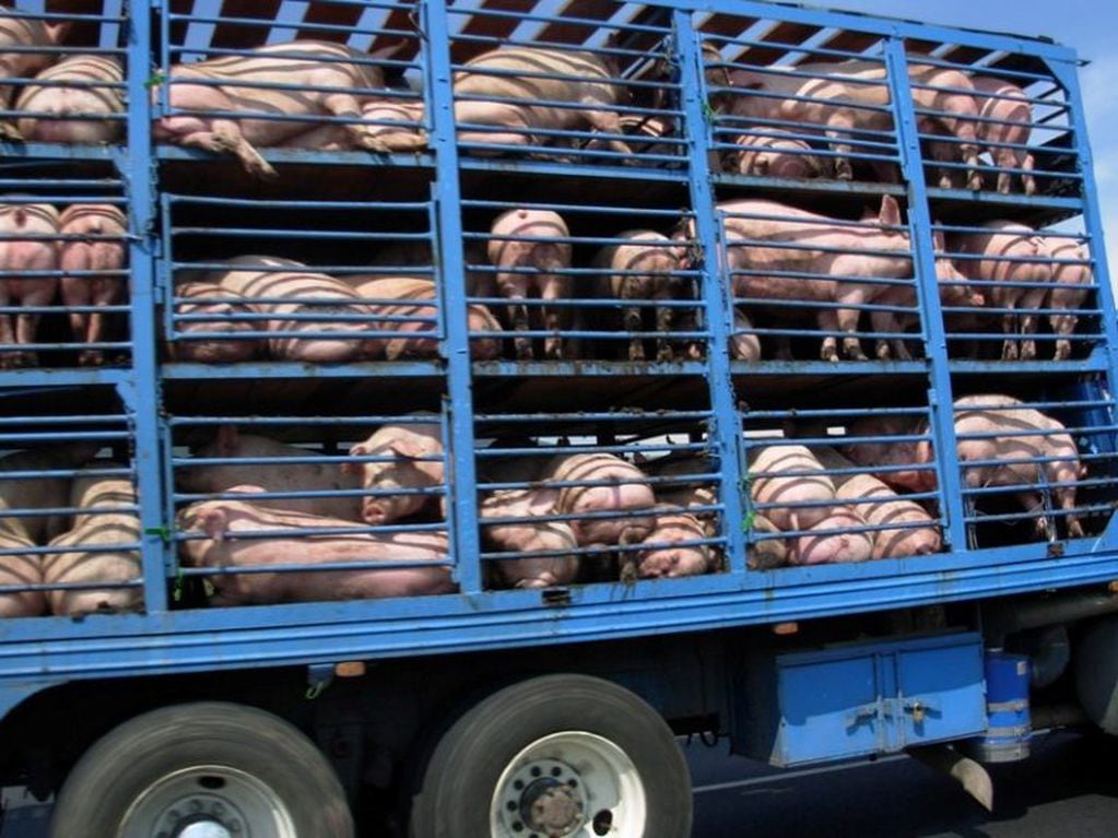 Camión jaula con cerdos (Foto: Web)