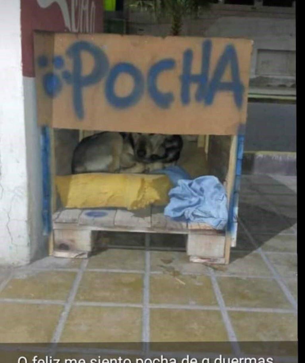 La primera en recibir su casita fue Pocha, una perrita callejera.