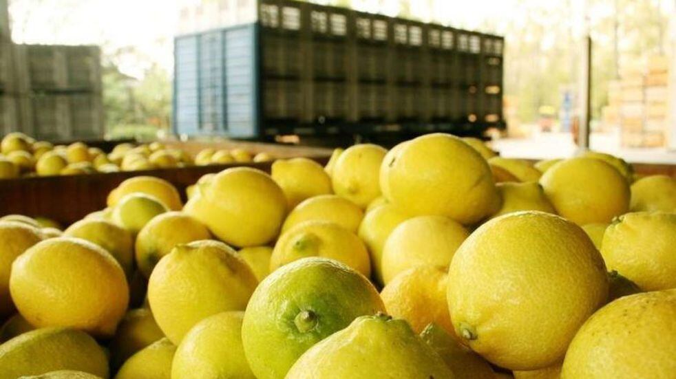 Limones para exportación. (Archivo)