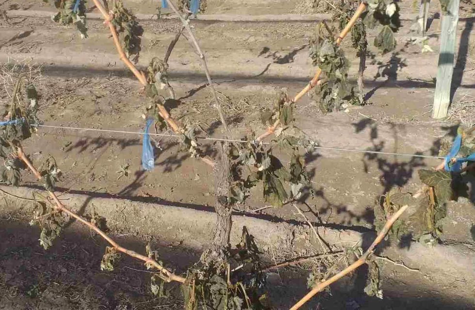 La helada fue generalizada y afectó a los cultivos en todo Mendoza.