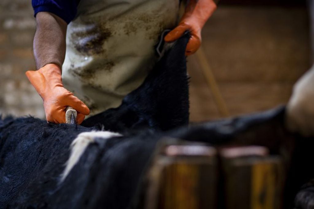 A worker cuts cowhide at the Horween Leather Co\u002E tannery in Chicago, Illinois, U\u002ES\u002E, on Tuesday, April 24, 2018\u002E The U\u002ES\u002E Federal Reserve is scheduled to release industrial production figures on May 16\u002E Photographer: Christopher Dilts/Bloomberg eeuu  producción en la curtiduria Horween Leather curtiembre proceso de cueros produccion