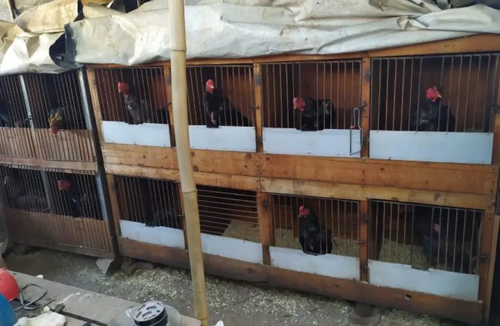 75 detenidos en una riña de gallos en Rosario de Lerma (Policía de Salta)
