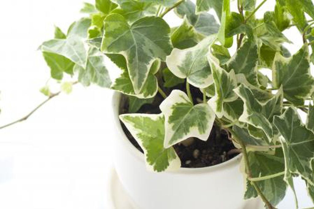 La hiedra inglesa es una planta fácil de cuidar y es ideal para cualquier espacio.