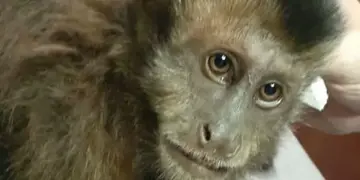 Rescatan a un Mono Caí que estaba en el tendido eléctrico en Puerto Iguazú