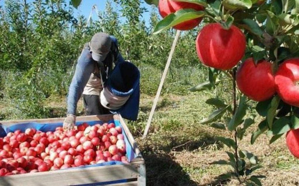 Producción de manzanas en Río Negro (web).