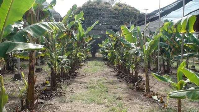Ensayo en cultivos de bananos, en Jujuy