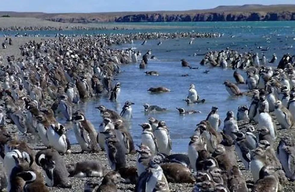 Isla Pinguino en Puerto Deseado