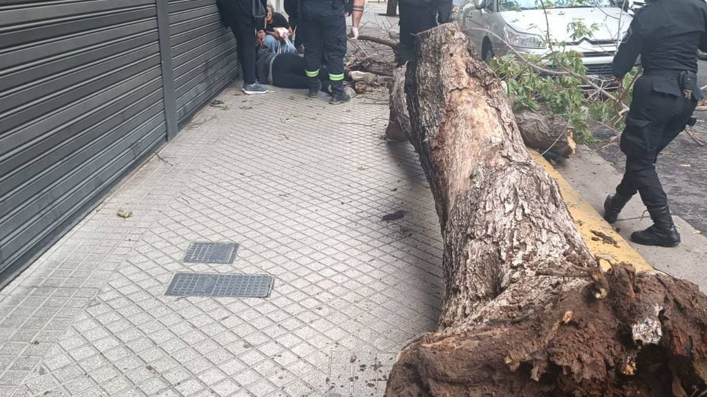 El tronco cayó entero sobre la vereda de calle Moreno.