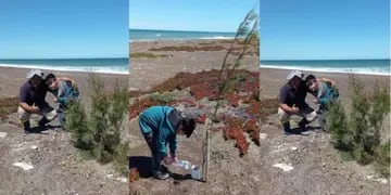 Un pescador y su hija plantan tamariscos para forestar la costa.