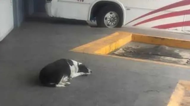 La perra que espera a su amigo todos los días