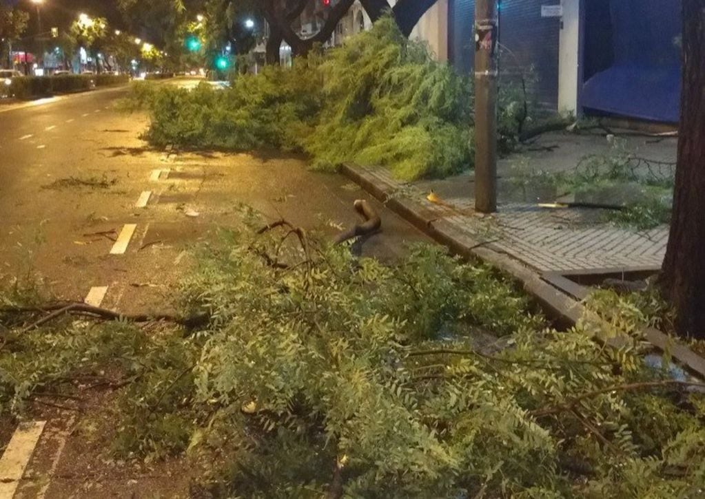 El temporal dejó numerosos árboles y ramas caídas. En Pellegrini al 1000 la tormenta rompió el portón de una aseguradora. (@belitaonline)