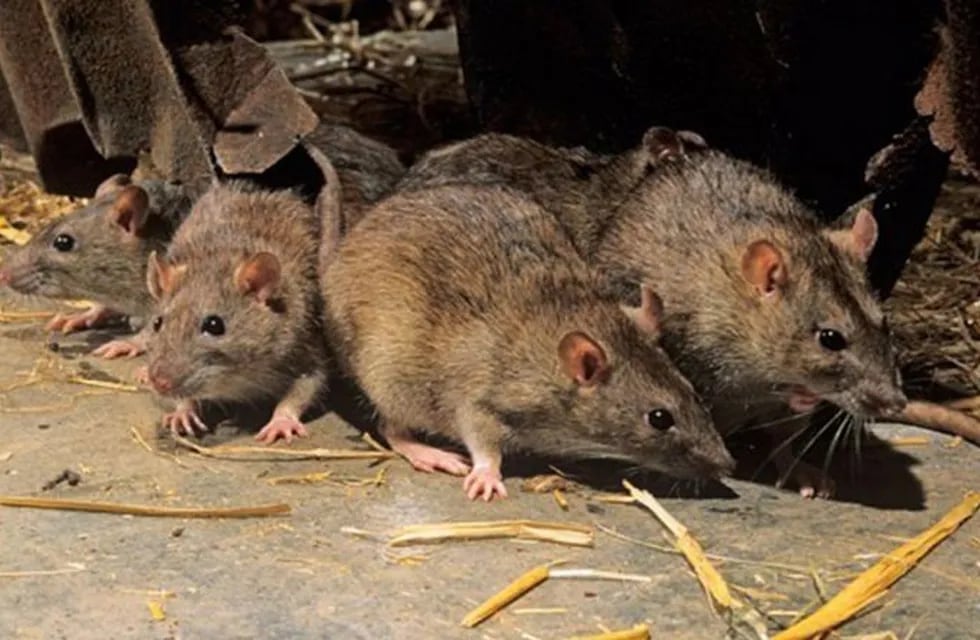Invasión de ratas en Villa la Angostura.
