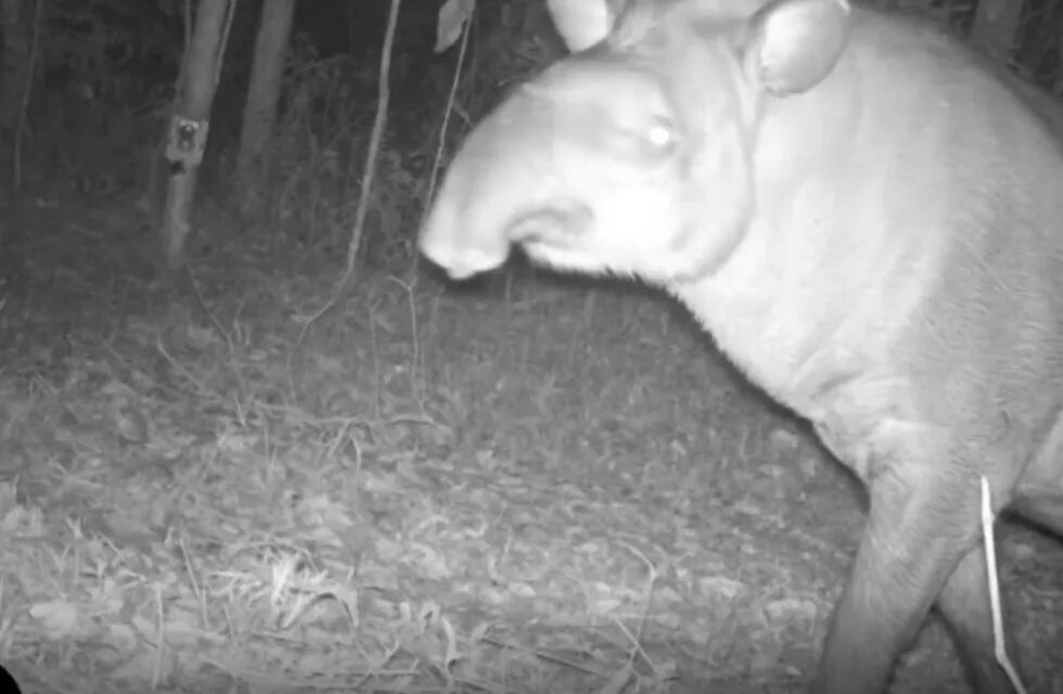 Cámaras trampa del Parque Nacional Iguazú captan un ejemplar de tapir.