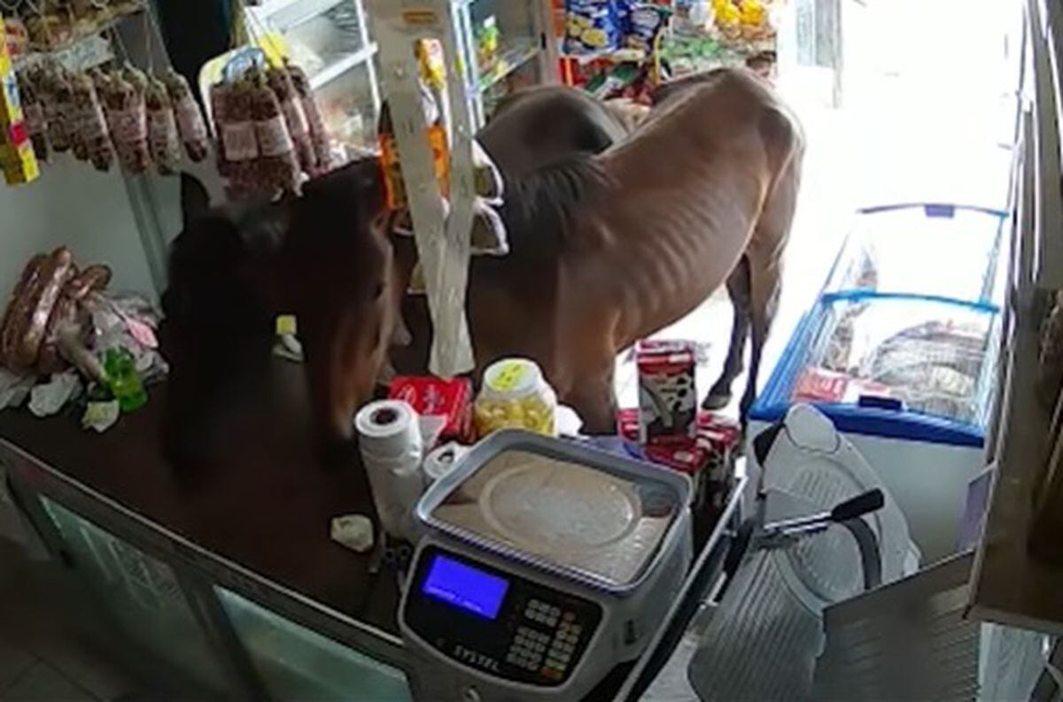 Los caballos dentro de la despensa. (Captura de video)