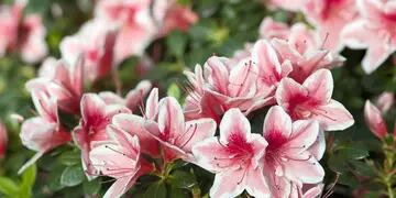 Azaleas