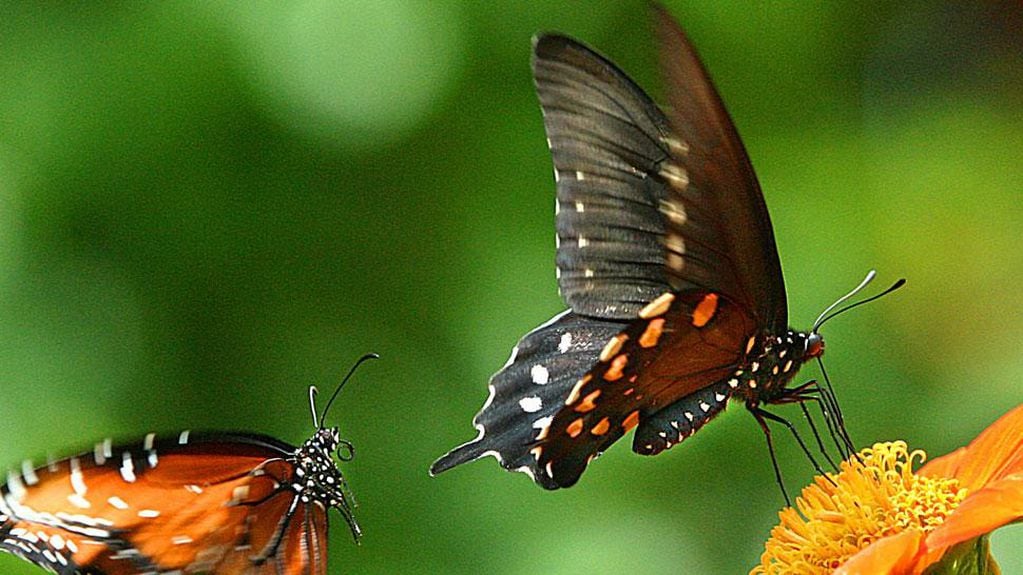 Mariposas. Un estudio pionero descubrió sus cambios de hábitat (AP).