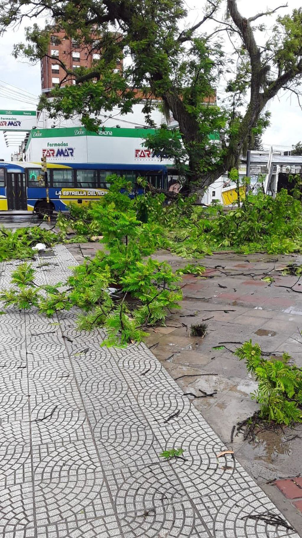 Los daños causados en Corrientes tras el violento temporal del martes 14 de febrero.