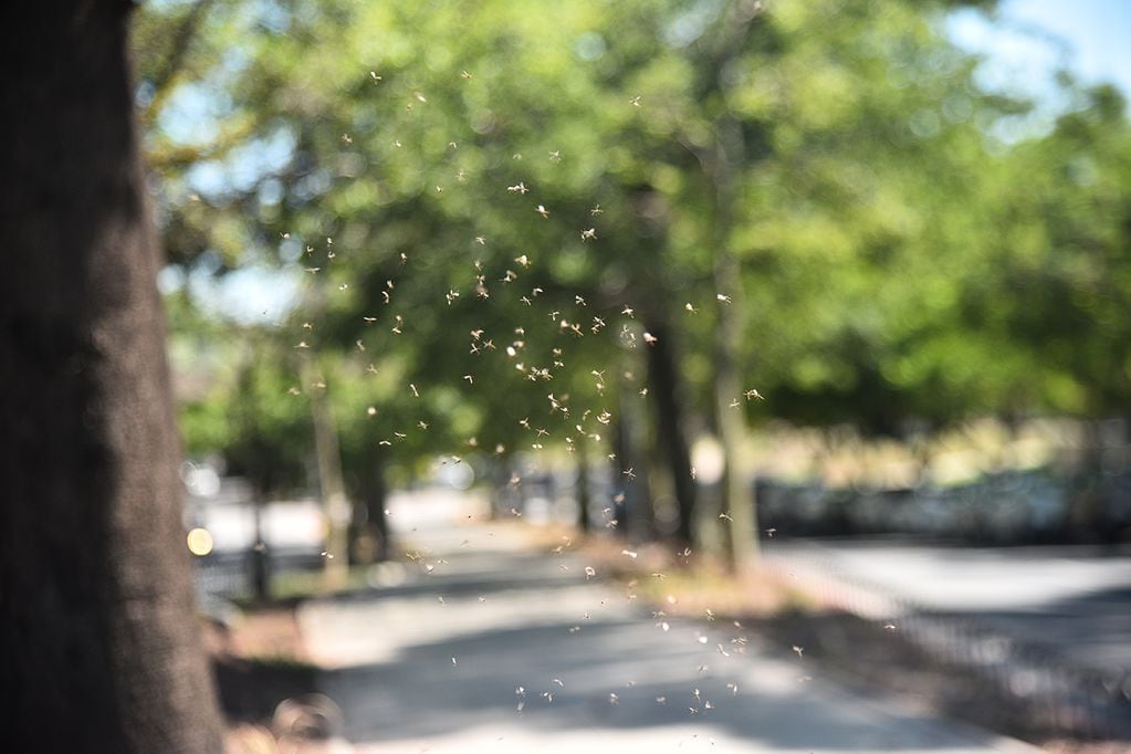 Insectos insecto mosquitos plaga dengue verano humedad calor tiempo. Foto Pedro Castillo 