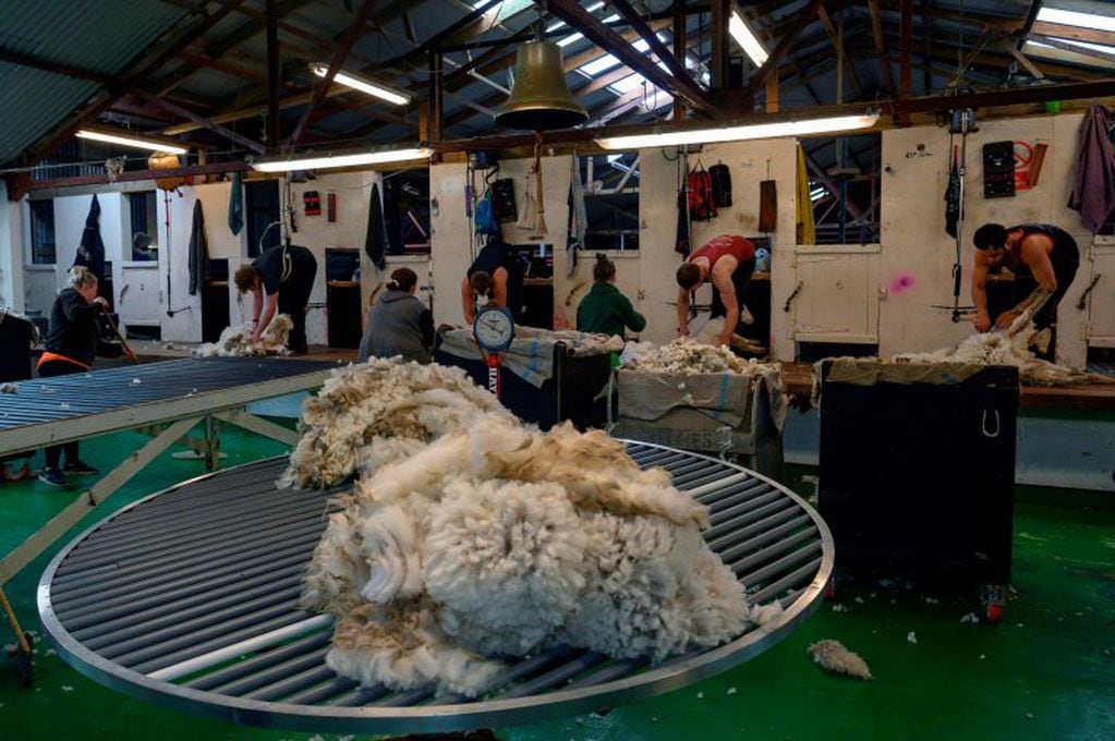 Esquila de ovejas en Gansos Verdes, Malvinas. Foto por Pablo Porciuncula Brune / AFP)