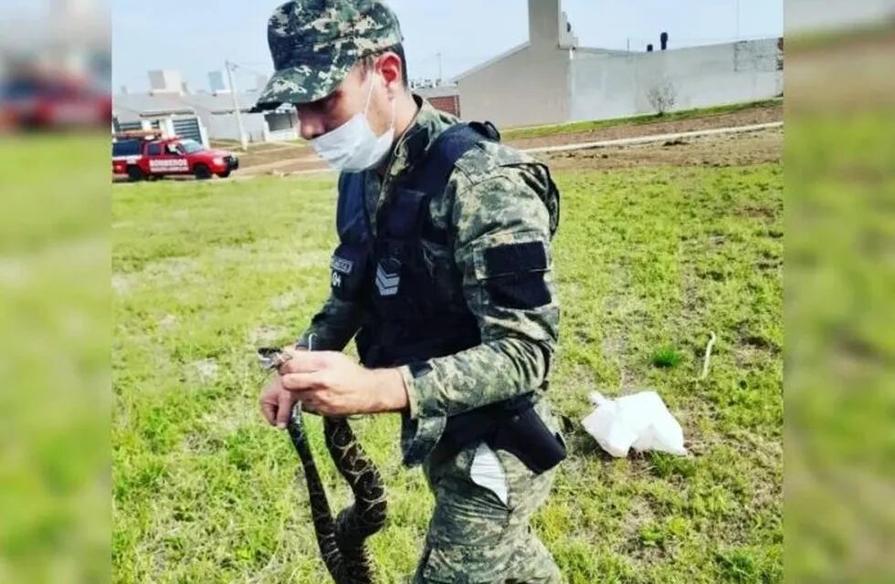Resguardaron a una serpiente que estaba en un espacio verde en Itaembé Guazú.