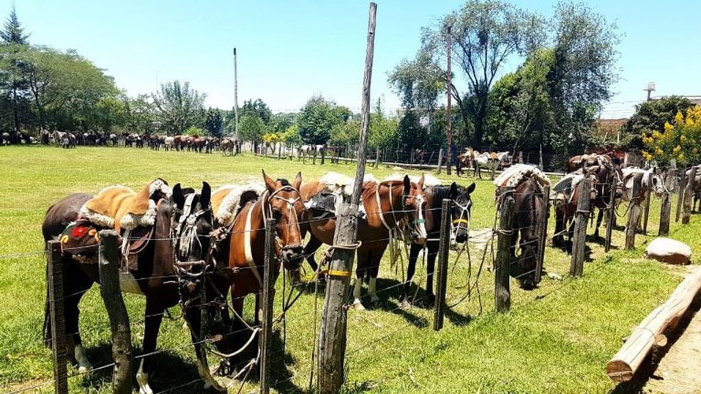 Mientras el gauchaje disfruta el almuerzo, las cabalgaduras descansan.