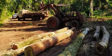 Guardabosques decomisaron madera nativa en Colonia Delicia