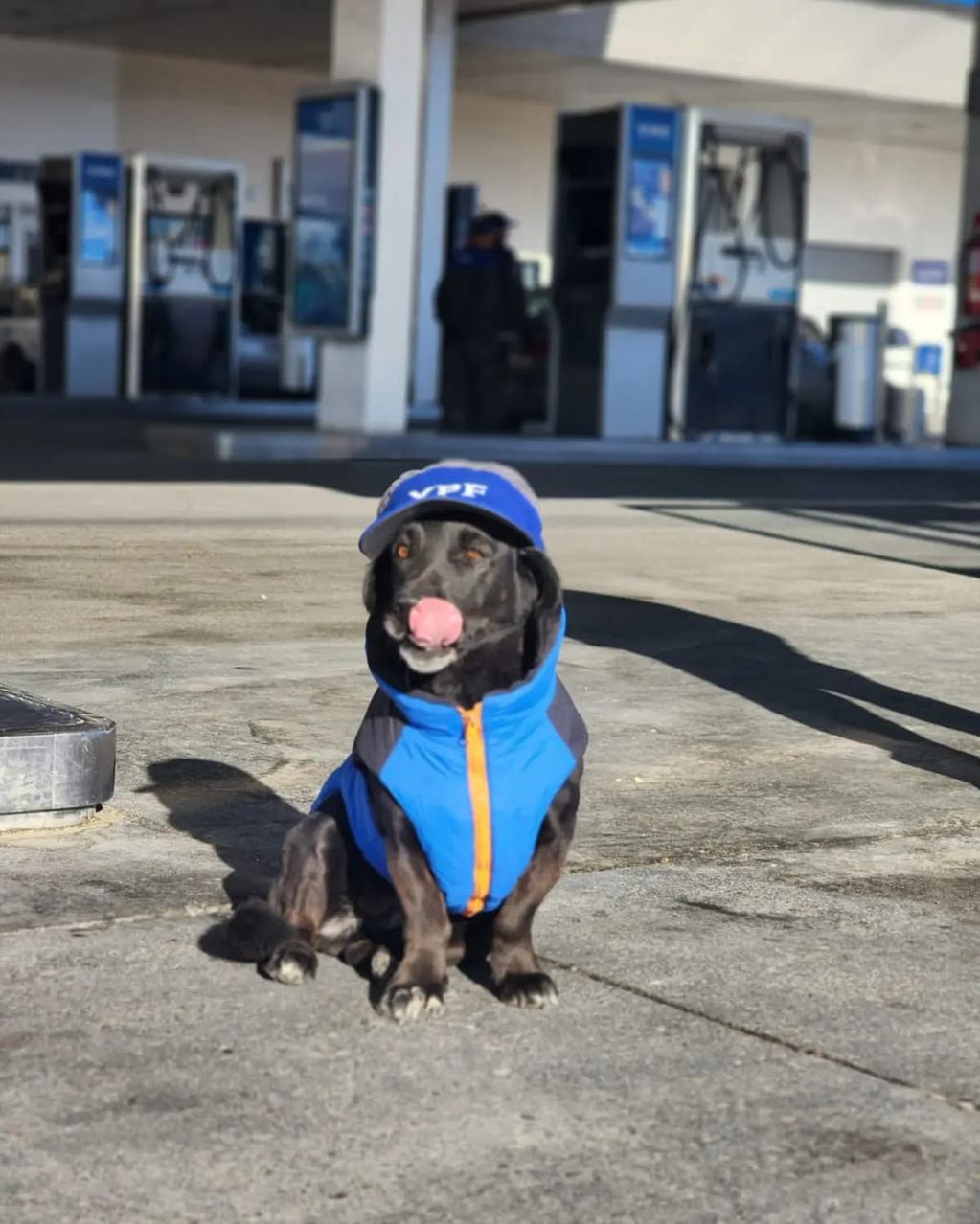 Mentirita, la perra de Río Gallegos que siempre acompaña a los empleados de una estación de servicio.