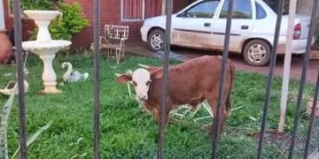 Eldorado: conflicto vecinal por la presencia de un ternero atado en el patio de una casa