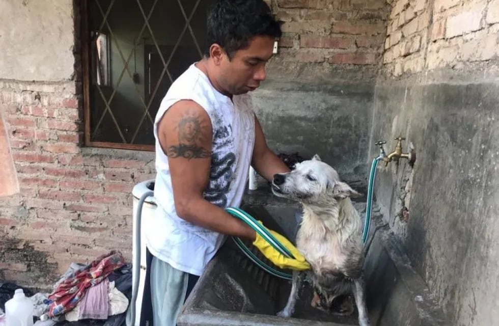 Cristian rescata perros discapacitados y los lleva a su casa para cuidarlos