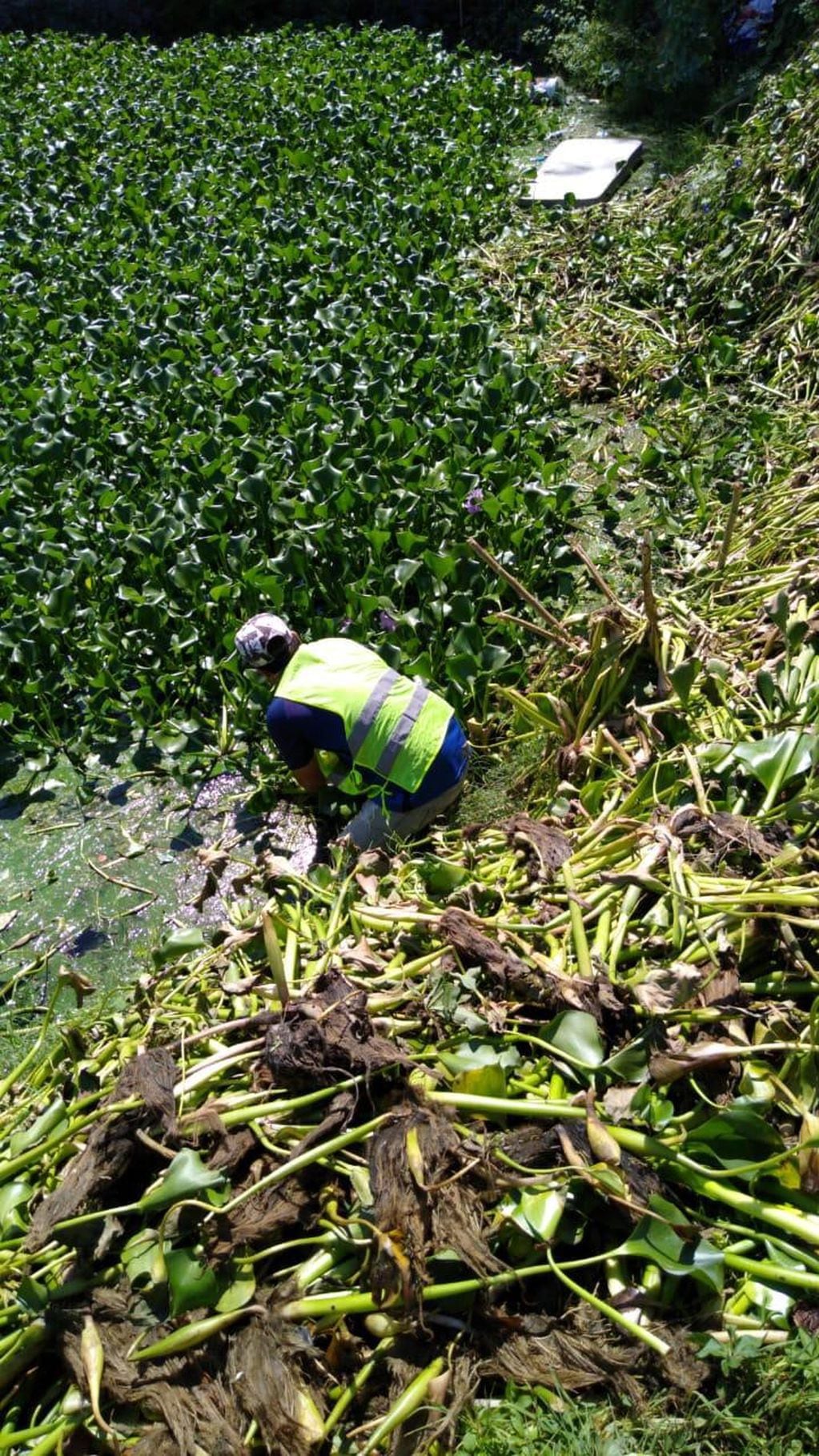Personal municipal abocado a la limpieza de las costas de afluentes en la ciudad. (Foto: Municipal).