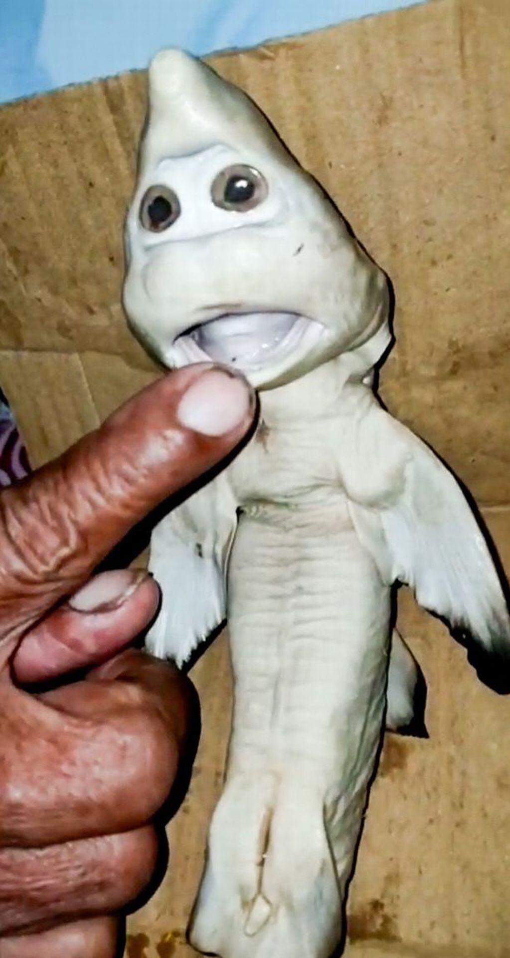 Un pescador encontró un extraño ejemplar en el mar de Indonesia. Mirror.