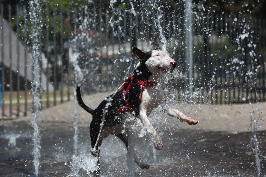 Las mascotas también deben mantenerse hidratadas para evitar un golpe de calor. 