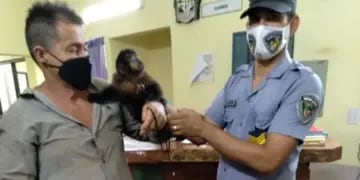 Rescataron a un mono "caí" que estaba lastimado