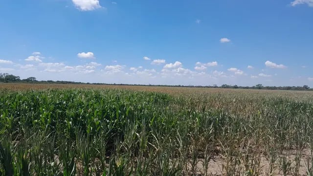El impacto de la sequía en los cultivos en Córdoba.